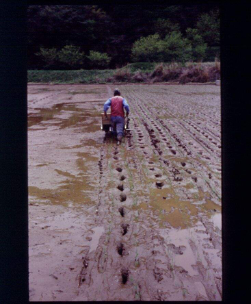 Peasant 2